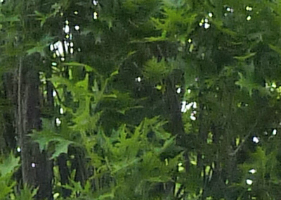 Green Pillar Pin Oak